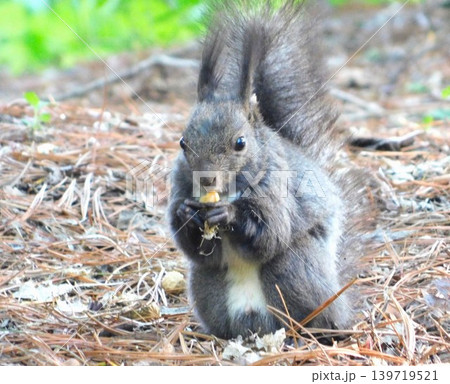 木の実を食べるエゾリス 139719521