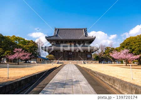 神奈川県横浜市 快晴の青空の下に満開の桜とそびえ立つ大本山總持寺の仏殿(大雄宝殿) 神奈川県横浜市 快晴の青空の下に満開の桜とそびえ立つ大本山總持寺の仏殿(大雄宝殿) 139720174