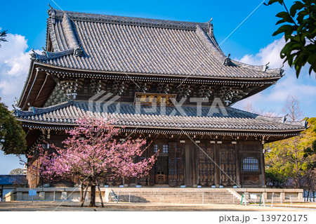 神奈川県横浜市 快晴の青空の下に満開の桜とそびえ立つ大本山總持寺の仏殿（大雄宝殿） 139720175
