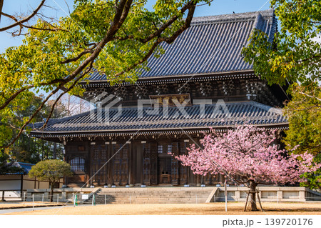 神奈川県横浜市 快晴の青空の下に満開の桜とそびえ立つ大本山總持寺の仏殿(大雄宝殿) 神奈川県横浜市 快晴の青空の下に満開の桜とそびえ立つ大本山總持寺の仏殿(大雄宝殿) 139720176