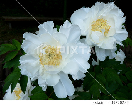 百花の王と言われる牡丹の大輪の高貴な白い花の八重咲き 139720285