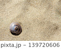 砂浜に打ち上げられた貝殻（ツメタガイ） 139720606