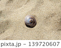 砂浜に打ち上げられた貝殻（ツメタガイ） 139720607