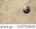 砂浜に打ち上げられた貝殻（ツメタガイ） 139720608