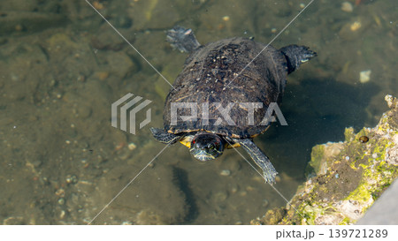 長崎のめがね橋に生息するカメ 長崎のめがね橋に生息するカメ 139721289