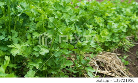 Fresh organic celery plants (Apium graveolens) growing on a highland vegetable farm. 139721956