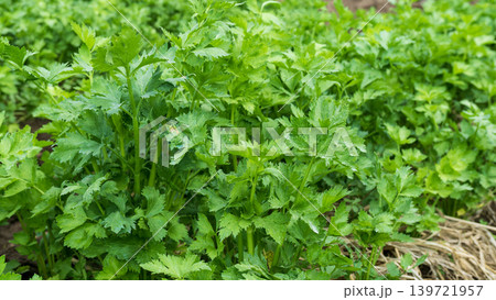 Fresh organic celery plants (Apium graveolens) growing on a highland vegetable farm. 139721957