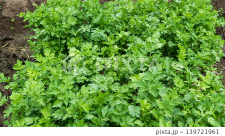 Fresh organic celery plants (Apium graveolens) growing on a highland vegetable farm. Fresh organic celery plants (Apium graveolens) growing on a highland vegetable farm. 139721961