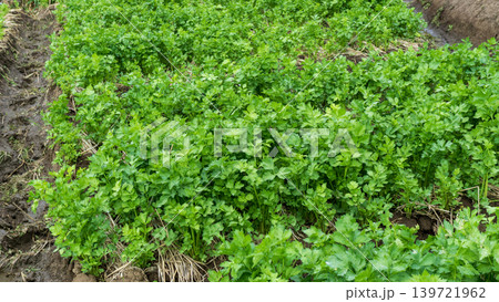 Fresh organic celery plants (Apium graveolens) growing on a highland vegetable farm. Fresh organic celery plants (Apium graveolens) growing on a highland vegetable farm. 139721962