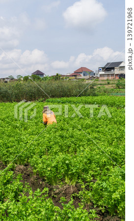 Fresh organic celery plants (Apium graveolens) growing on a highland vegetable farm. 139721968