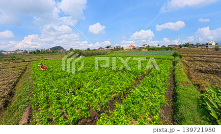 Fresh organic celery plants (Apium graveolens) growing on a highland vegetable farm. Fresh organic celery plants (Apium graveolens) growing on a highland vegetable farm. 139721980