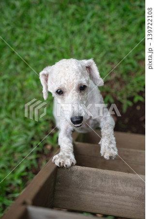 White poodle dog on park playgraound White poodle dog on park playgraound 139722108