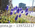道端に咲く紫色の花 139722217