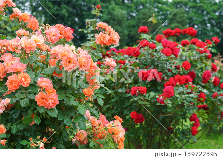 Bushes of soft peach pink and red roses flowers blooming in garden on green natural background Bushes of soft peach pink and red roses flowers blooming in garden on green natural background 139722395