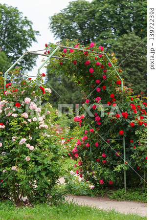 Blooming red climbing roses in full bloom on decorative arch on lush green summer garden background Blooming red climbing roses in full bloom on decorative arch on lush green summer garden background 139722398