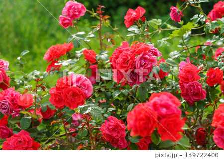 Branch of bright red rose flowers blooming in garden with green leaves and natural background 139722400