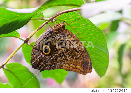Caligo memnon, owl butterfly sitting on leaf in green outdoor garden background 139722412