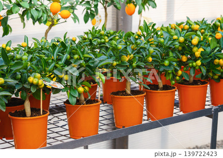 Potted Calamondin Citrus microcarpa tree with orange fruits in garden center greenhouse, flower shop 139722423