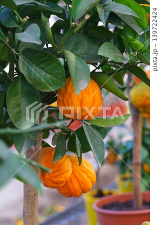 Close up of wrinkled Mandarin, Tangerine fruit, Citrus reticulata on potted tree with green leaves 139722424