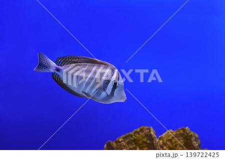 Zebrasoma velifer, Pacific sailfin tang or Sailfin surgeonfish swimming on blue water background 139722425