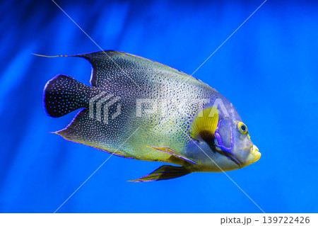 French angelfish, Pomacanthus paru swimming in blue aquarium water background 139722426