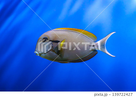 Brown surgeonfish, Acanthurus nigrofuscus nigrofuscus swimming in blue aquarium water background Brown surgeonfish, Acanthurus nigrofuscus nigrofuscus swimming in blue aquarium water background 139722427