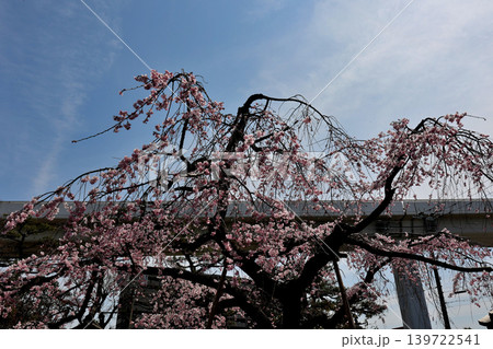 神戸 東灘区 灘五郷 の 枝垂れ桜 神戸 東灘区 灘五郷 の 枝垂れ桜 139722541