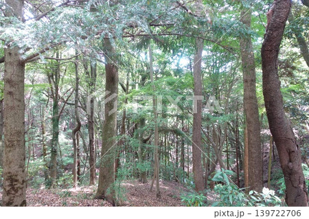 新緑の森林を彩る木漏れ日と樹木の自然風景写真 新緑の森林を彩る木漏れ日と樹木の自然風景写真 139722706