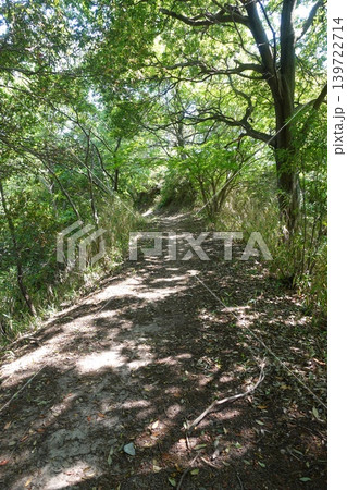 森の小道と木漏れ日が差し込む新緑の自然風景 森の小道と木漏れ日が差し込む新緑の自然風景 139722714