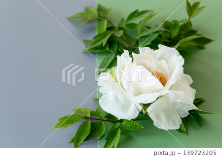 Elegant white peony blossom with pastel green backdrop Elegant white peony blossom with pastel green backdrop 139723205