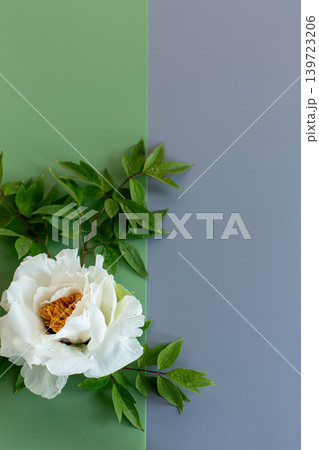 Beautiful white peony flower with soft blue background Beautiful white peony flower with soft blue background 139723206