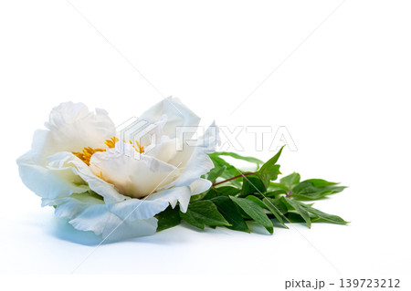 Luxury white peony blossom isolated on bright background Luxury white peony blossom isolated on bright background 139723212