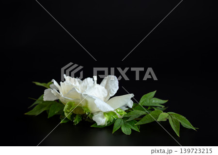 Elegant white peony blossom composition on dark background Elegant white peony blossom composition on dark background 139723215