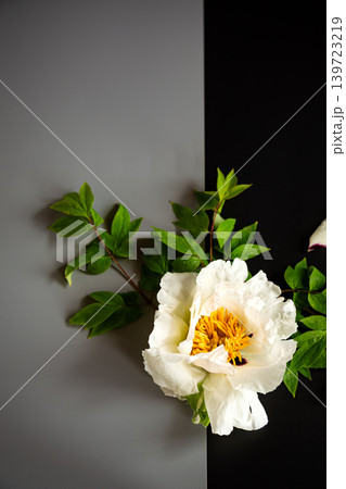 Elegant white peony blossom composition with dark contrasting background Elegant white peony blossom composition with dark contrasting background 139723219