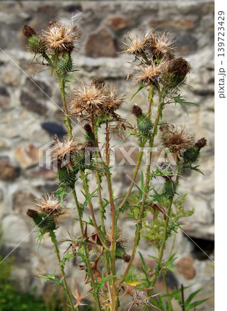 Thistle bush with spikes on a heads over stone wall vertical photo Thistle bush with spikes on a heads over stone wall vertical photo 139723429