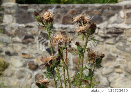 Spiny heads of thistles on the background of a stone wall 139723430