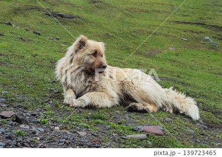 Fluffy big Caucasian shepherd dog rests peacefully on green grass 139723465