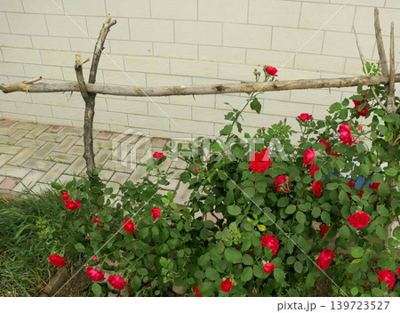 red rose on a tree 139723527