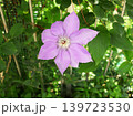 purple wild purple wild flowers in the garden 139723530