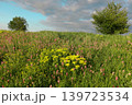 field of yellow flowers 139723534