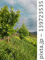 flowers on a meadow 139723535