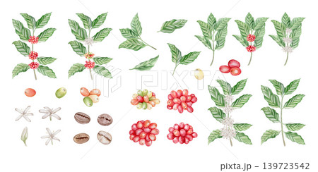 Tropical coffee plant watercolor illustration set isolated. Hand drawn botanical clipart of branches, green leaves, red berries, white flowers and roasted coffee beans. Realistic detailed drawing. Tropical coffee plant watercolor illustration set isolated. Hand drawn botanical clipart of branches, green leaves, red berries, white flowers and roasted coffee beans. Realistic detailed drawing. 139723542