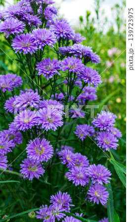 Close up of fresh white aster flowers with yellow center in outdoor plantation. 139723975