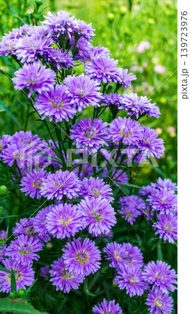 Close up of fresh white aster flowers with yellow center in outdoor plantation. Close up of fresh white aster flowers with yellow center in outdoor plantation. 139723976