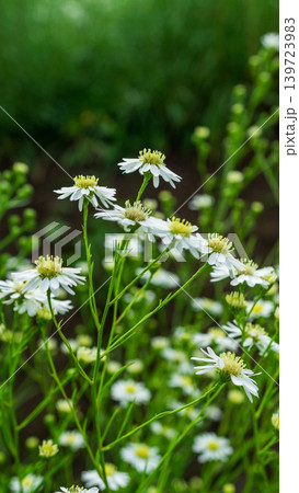 Close up of fresh white aster flowers with yellow center in outdoor plantation. 139723983