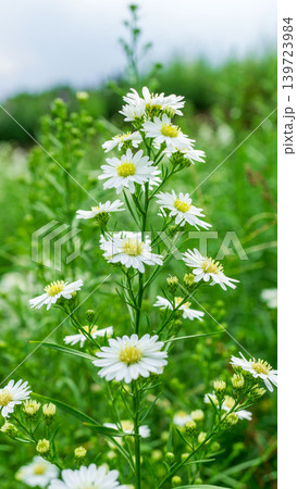 Close up of fresh white aster flowers with yellow center in outdoor plantation. 139723984