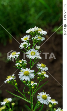 Close up of fresh white aster flowers with yellow center in outdoor plantation. 139723989