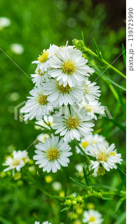 Close up of fresh white aster flowers with yellow center in outdoor plantation. Close up of fresh white aster flowers with yellow center in outdoor plantation. 139723990