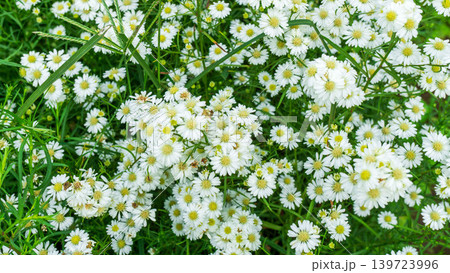 Close up of fresh white aster flowers with yellow center in outdoor plantation. Close up of fresh white aster flowers with yellow center in outdoor plantation. 139723996