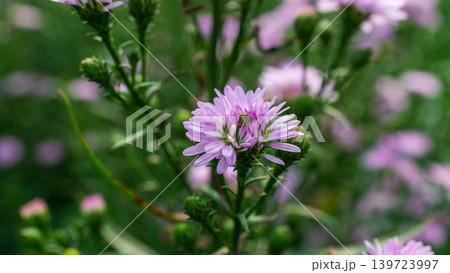 Close up of fresh white aster flowers with yellow center in outdoor plantation. Close up of fresh white aster flowers with yellow center in outdoor plantation. 139723997
